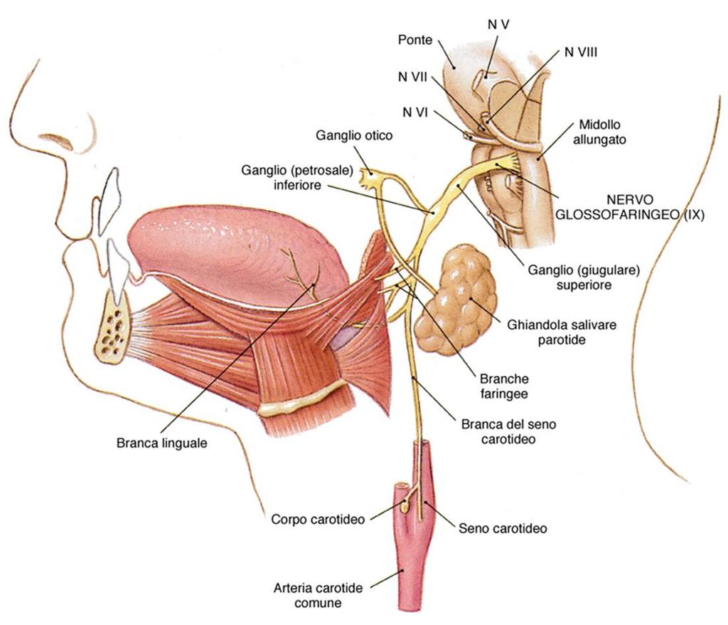 Nervo glossofaringeo (IX): misto Fibre sensitive generali e speciali: - originano nei gangli superiore e inferiore -raccolgono informazioni sensitive generali da radice della lingua, palato, faringe,