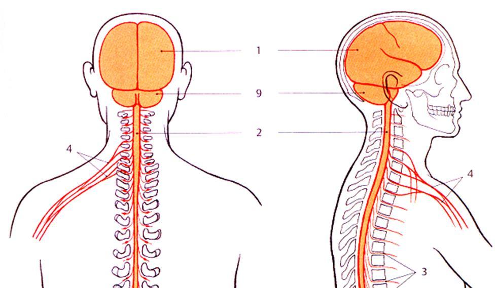 Encefalo CENTRALE (SNC) SISTEMA NERVOSO PERIFERICO (SNP) Nervi Midollo spinale Encefalo