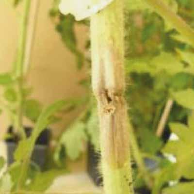 germinazione delle spore ma anche la crescita del tubulo germinativo ponendo fine