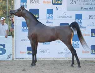 *ANTONELLA HDT (JJ Galeano x Larkeena) was second in her category and reserve at the championship.