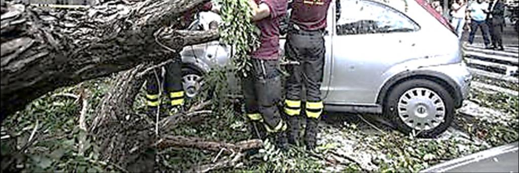 incidenti di alberi caduti su strada.