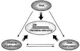 CpG ISLAND METHYLATION: attacco di un gruppo metilico sulla citosina di dinucleotidi CpG e conseguente slenziamento genico; in associazione con deacetilazione istonica; 3 DNMTs studiate: DNMT1