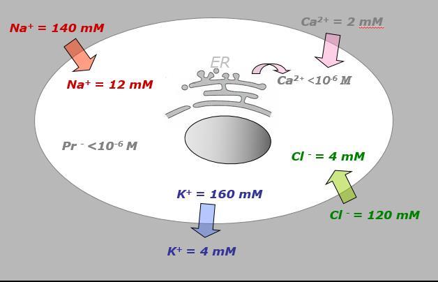 Esperimento di elettrofisiologia con la tecnica del patch-clamp L elettrofisiologia studia le proprietà elettriche delle cellule: potenziale di membrana,