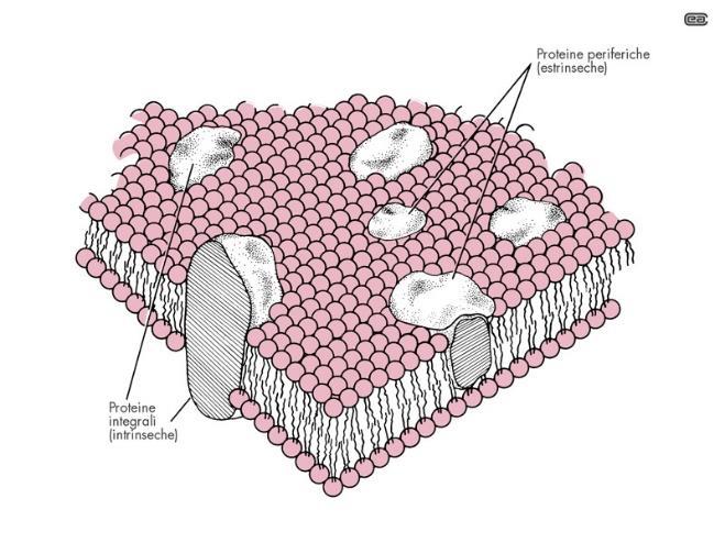 Il potenziale di membrana è dovuto alla diversa distribuzione degli ioni dentro e fuori la cellule, a loro volta dovuti a meccanismi che consumano energia,