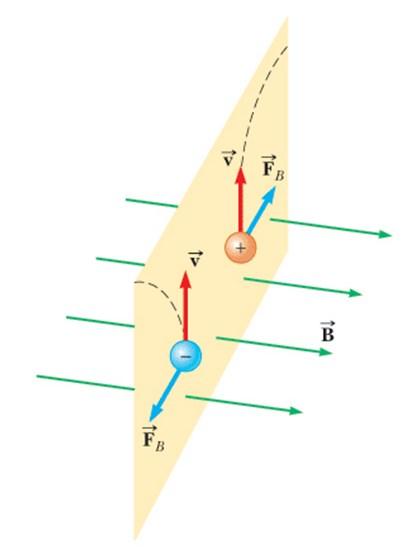 Campo magnetico e Forza magnetica Ø Come per il campo elettrico, anche il campo magnetico può essere quantificato attraverso la sua azione su una particella prova.