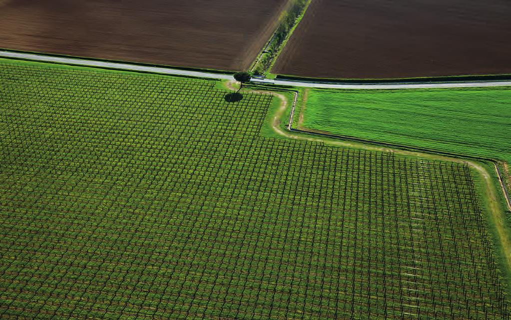 34 Controllo di avversità della vite attraverso la gestione della biodiversità vegetale all interno dei vigneti Pietro Zandigiacomo (), Elena Cargnus (), Francesco Pavan (), Laura Fortunato (,2),