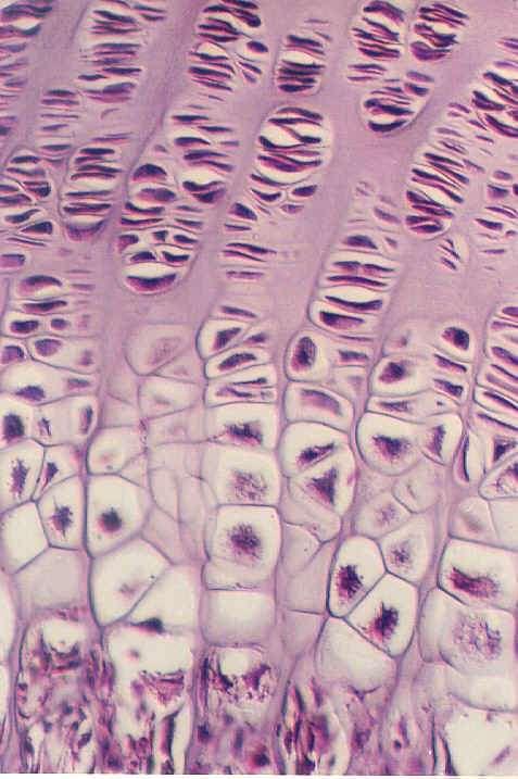 strati della cartilagine di accrescimento (2)