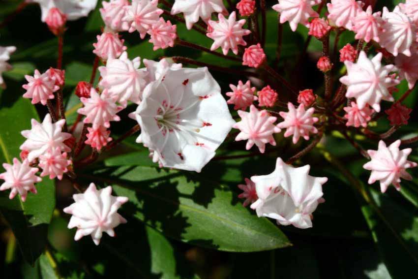 Kalmia Latifolia Lauro di montagna,