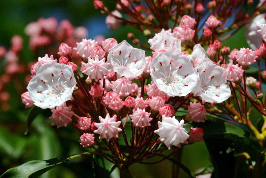 Kalmia Latifolia Lauro di montagna,