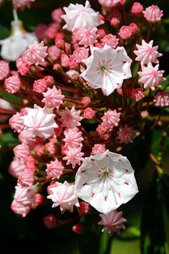 Kalmia Latifolia