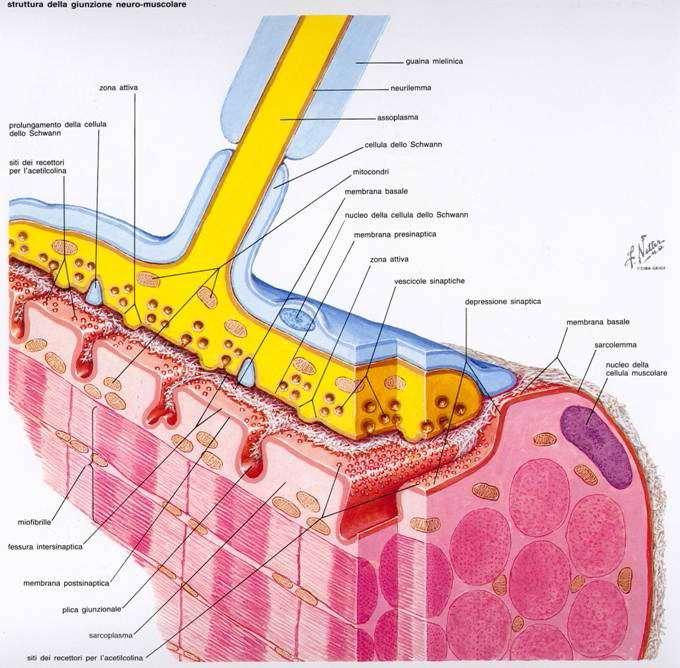 Rilascio del neurotrasmettitore (acetilcolina) e