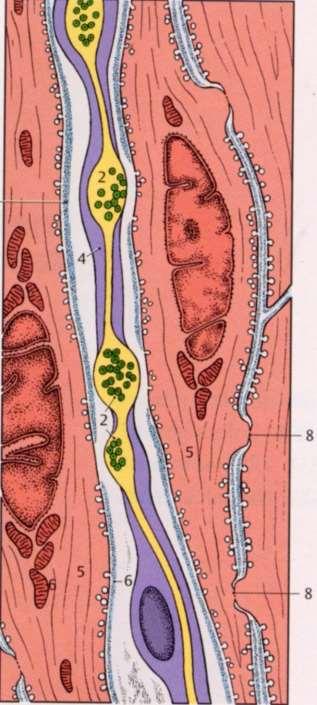 Le fibrocellule sono unite le une alle altre mediante giunzioni comunicanti (gap