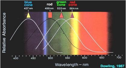 Il pigmento contenuto nei bastoncelli è la rodopsina mentre quello contenuto nei coni la iodopsina. La rodopsina assorbe massimamente la luce per lunghezze d onda intorno a 500 nm (Figura 4).