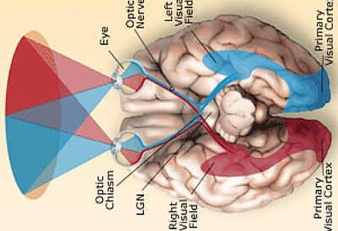 1. 5 ELABORAZIONE OLTRE LA RETINA Una volta lasciate le cellule gangliari, i potenziali di azione viaggiano lungo i nervi ottici verso il sistema nervoso centrale (Central Nervous System, CNS) per