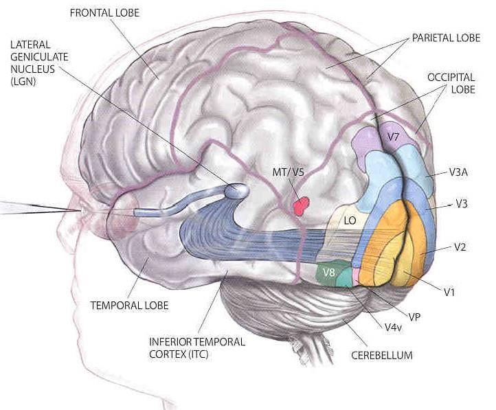 In particolare nel nucleo genicolato laterale sono presenti sei lamine, delle quali due ricevono informazioni dalle cellule M e le restanti quattro dalle cellule P.