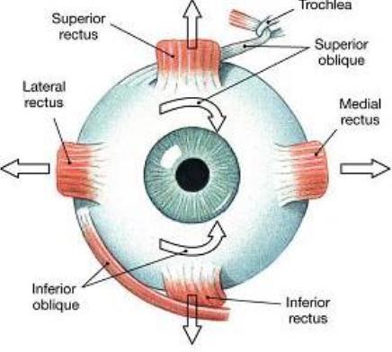 Fig. 9:Muscoli oculomotori [8] I muscoli extraoculari sono innervati dai motoneuroni che formano tre nervi cranici (Figura 10): Nervo abducente (VI nervo cranico) si trova al livello pontino, in