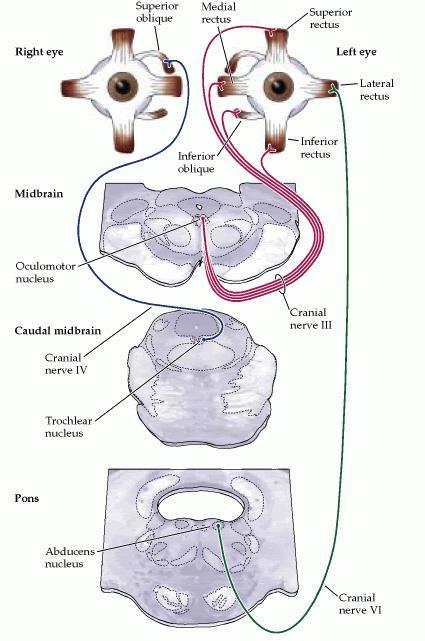 palpebra. Dal nucleo di Edinger-Westphal originano fibre per la costrizione della pupilla. Fig.