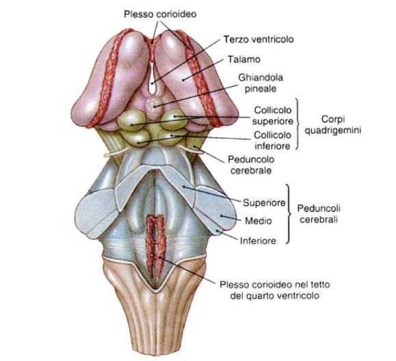 Trasforma le afferenze visive in comandi oculomotori.