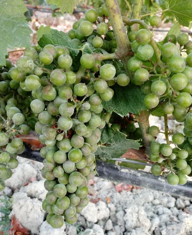 OIDIO SOSPESI I TRATTAMENTI NEI VIGNETI CON GRAPPOLI COMPLETAMENTE INVAIATI (BBCH 85) ALLERTA NEI VIGNETI CON GRAPPOLI NON ANCORA INVAIATI O A INIZIO INVAIATURA (BBCH 77-79) Ancora Focolai della