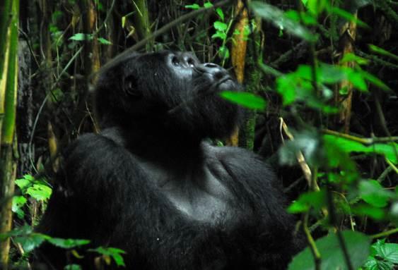 2012. La catena dei Monti Virunga, che segna il confine tra Uganda, Rwanda e Rep. Democratica del Congo, è caratterizzata da un paesaggio di fitta foresta.