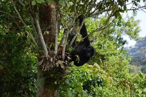 200 metri di quota si trovano le foreste di bambù e di cosso, dove vivono prevalentemente i gorilla, e più in alto appare la vegetazione d alta quota africana composta da lobelie, senesi e praterie.