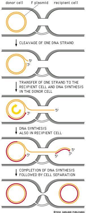 Il processo ha infatti inizio con il taglio, da parte di TraI e TraY del singolo filamento di DNA del plasmide F nella regione orit (all estremità della regione tra).