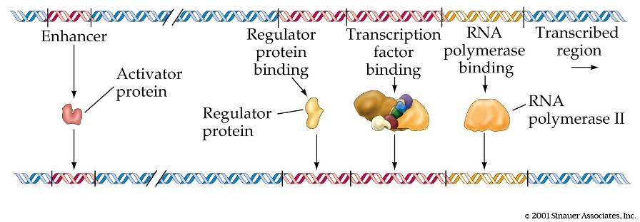 b. FATTORI TRASCRIZIONALI PROTEINE CHE RICONOSCONO E LEGANO SPECIFICHE SEQUENZE ALL INTERNO DI UN PROMOTORE: - FATTORI TRASCRIZIONALI BASALI sono indispensabili per l inizio della trascrizione,