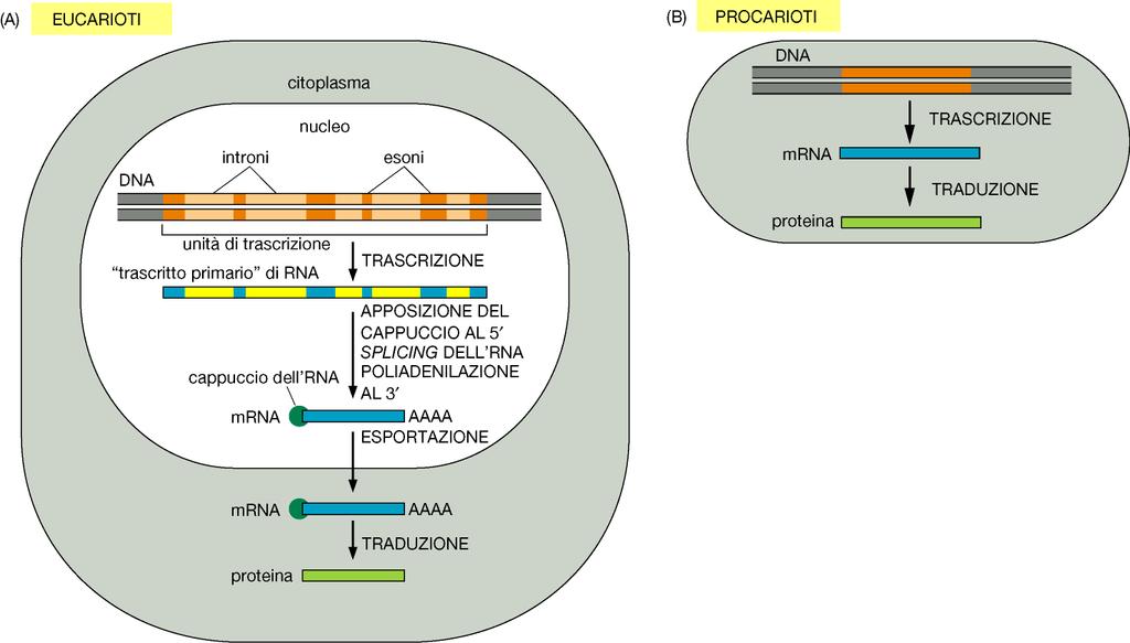 ESPRESSIONE GENICA: FLUSSO DI INFORMAZIONI DAL DNA ALLE PROTEINE CELLULA EUCARIOTICA -PROCARIOTICA Regolazione Genica nei procarioti Cromosoma batterico di E.
