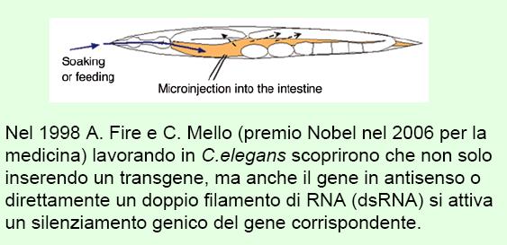 Mello "for their discovery of RNA interference - gene silencing by