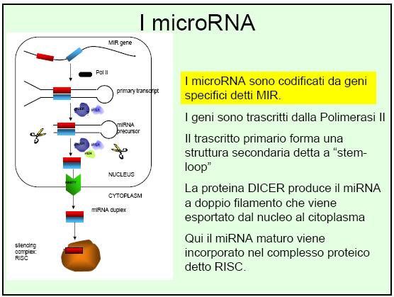 pri-mirna