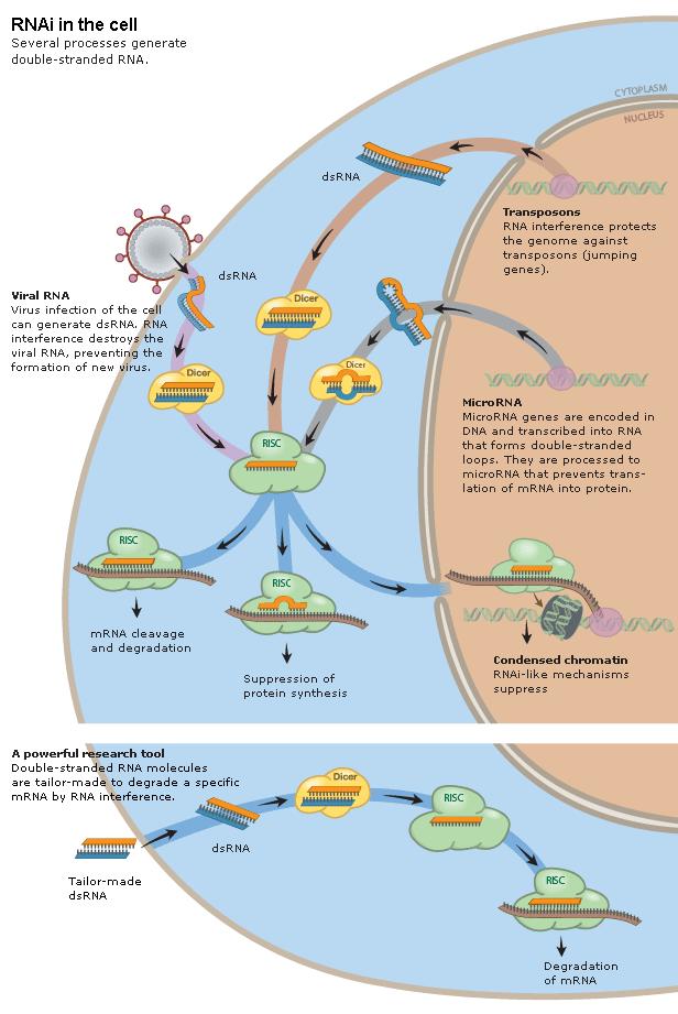 sirna agiscono solo per complementarietà perfetta per cui ogni sirna può avere un unico mrna bersaglio e modulare la stabilità dell mrna Diversamente, i mirna costituiscono una numerosa classe di