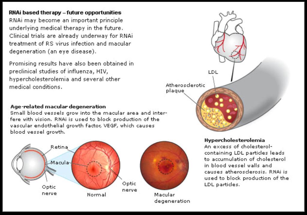 * * Respiratory syncy,al (RS)