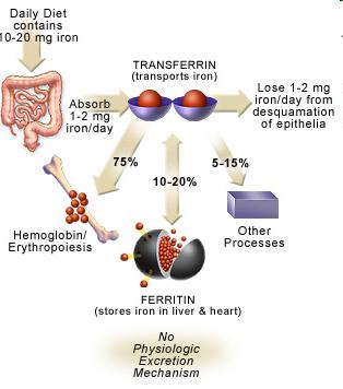 OMEOSTASI DEL FERRO NELLA CELLULA : regolazione post-trascrizionale Il ferro e un nutriente essenziale La cellula lo usa per: citocromi, emoglobina e molti enzimi.