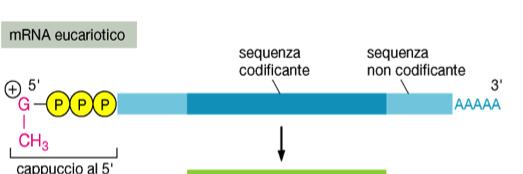 OMEOSTASI DEL FERRO NELLA CELLULA : regolazione post-trascrizionale Sono state evidenziate numerose sequenze di regolazione all interno delle sequenze non tradotte (5 e 3 UTR).