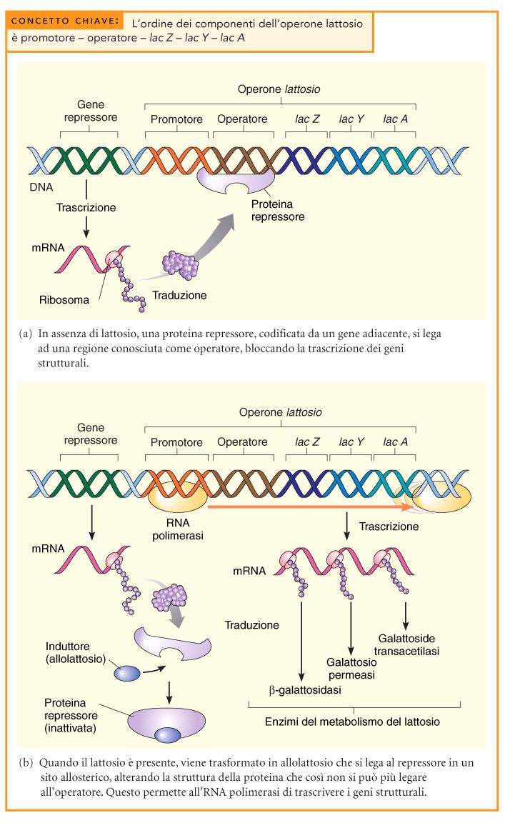 Regolazione dell espressione genica nei procario, Principalmente regolazione trascrizionale Un esempio è l OPERONE LAC: geni, trascrif insieme, che codificano per 3 proteine necessarie per l u,lizzo