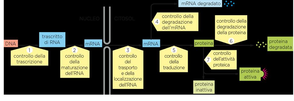 I meccanismi di controllo usati per regolare l espressione dei geni umani devono essere molto più complessi