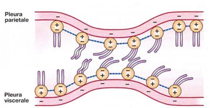 2-20μ Legami idrogeno tra molecole di tensioattivo La funzione aspirante del sistema linfatico assicura il