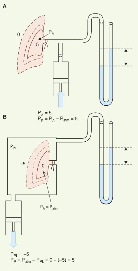 polmone