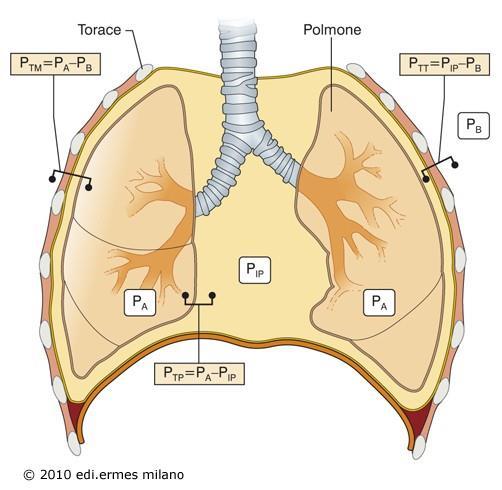 Le pressioni polmonari P TAW = P AW -P IP Il valore della P IP registrato a livello dello spazio intrapleurico è simile a quello di diverse altre