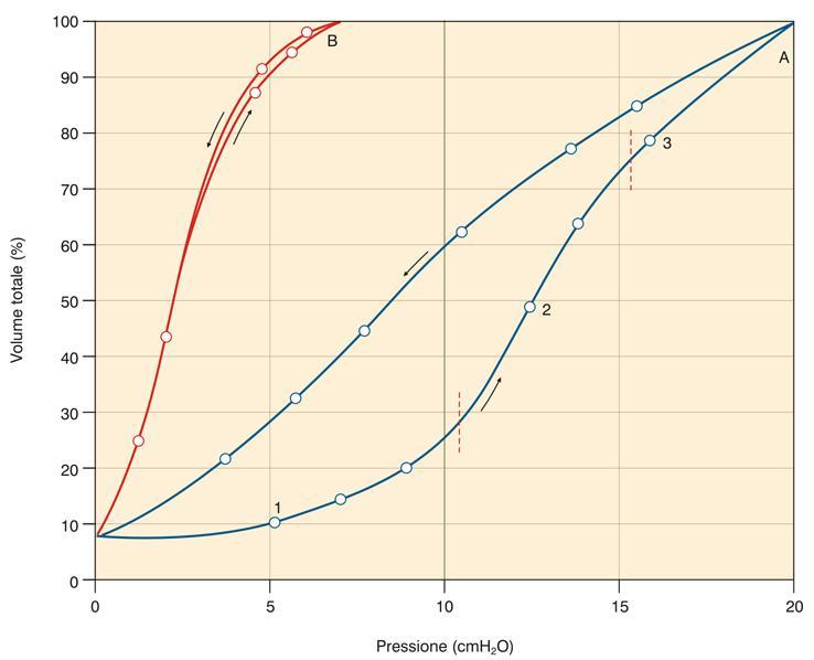 Curve P/V del polmone isolato ottenute insufflando