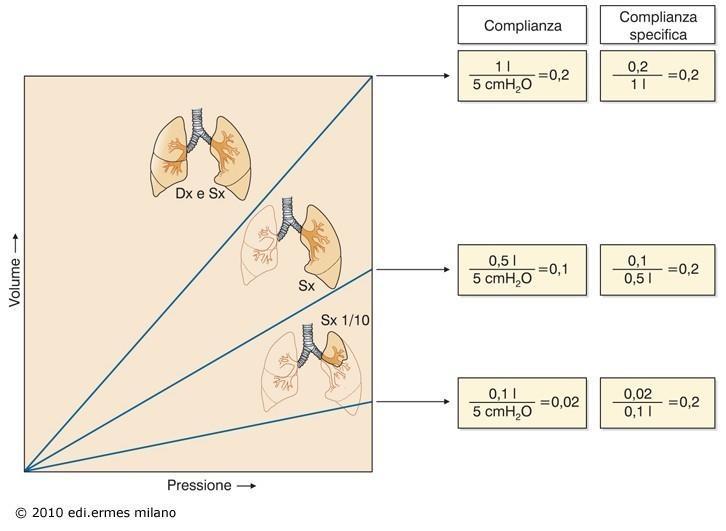 Effetti della dimensione dei polmoni sulla compliance.