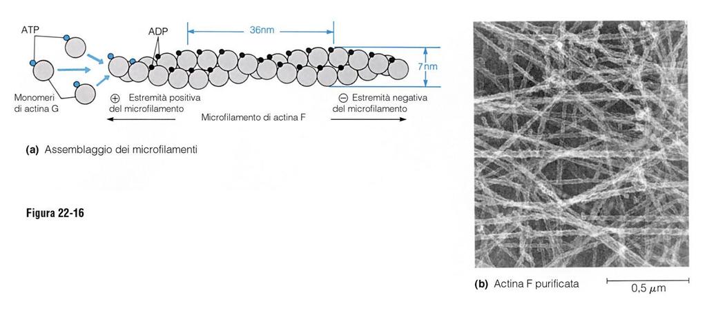 Microfilamenti di actina I filamenti