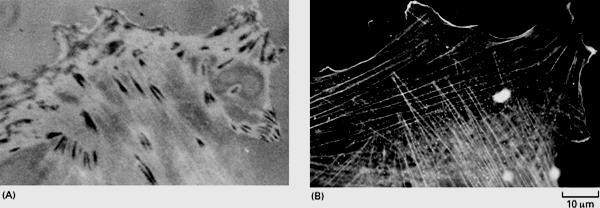 Microfilamenti di actina I CONTATTI FOCALI punti di