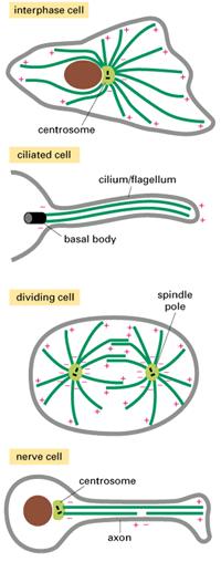 Microtubuli Si originano da strutture che vengono definite Centro Organizzatore dei Microtubuli I siti primari di nucleazione dei