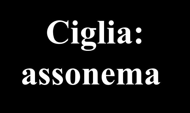 Ciglia: