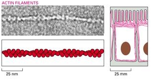 Microfilamenti di actina 25um I