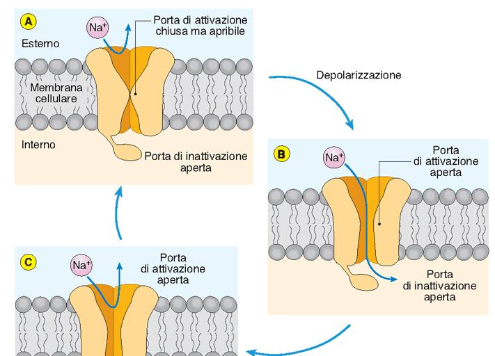 Stati funzionali di un canale al Na +