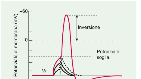 Una depolarizzazione superiore ad un valore