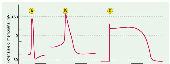 Il pda ha durata diversa nelle diverse cellule eccitabili: A.