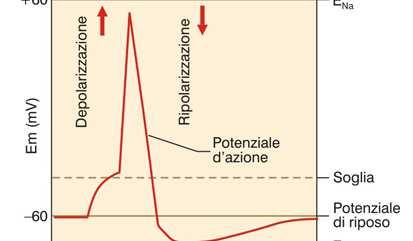 0 Iperpolarizzazione postuma Il pda è caratterizzato da: Fase di depolarizzazione: progressivo spostamento del potenziale di membrana verso valori positivi (picco +30 mv, +35 mv).